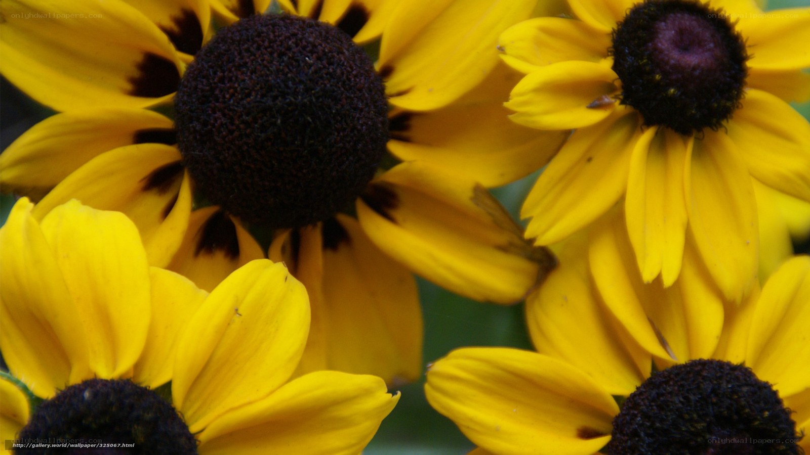Yellow flowers in close-up
