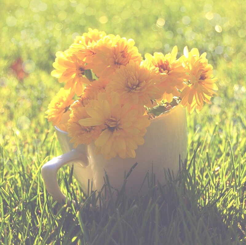 Yellow Flowers in Cup — Serene