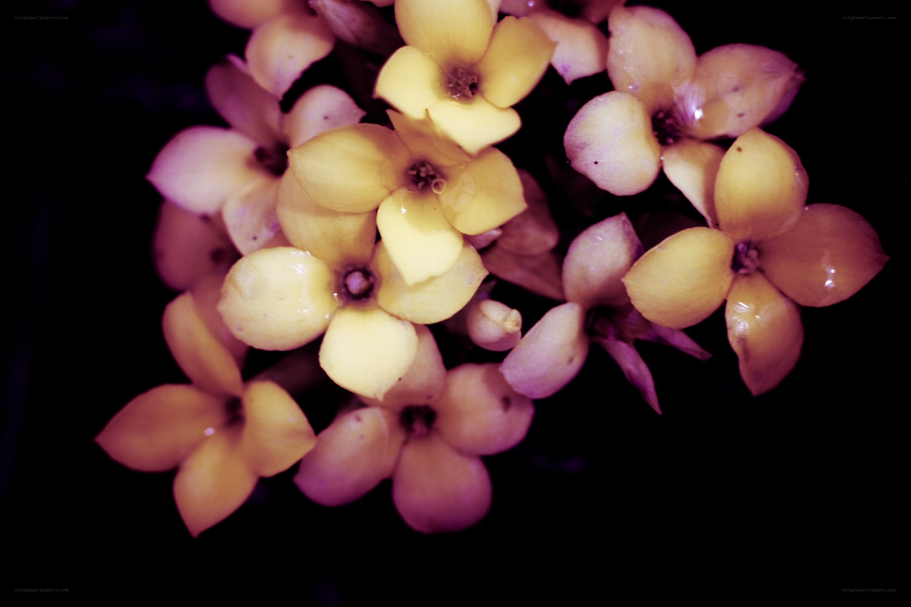 yellow flowers in dark background
