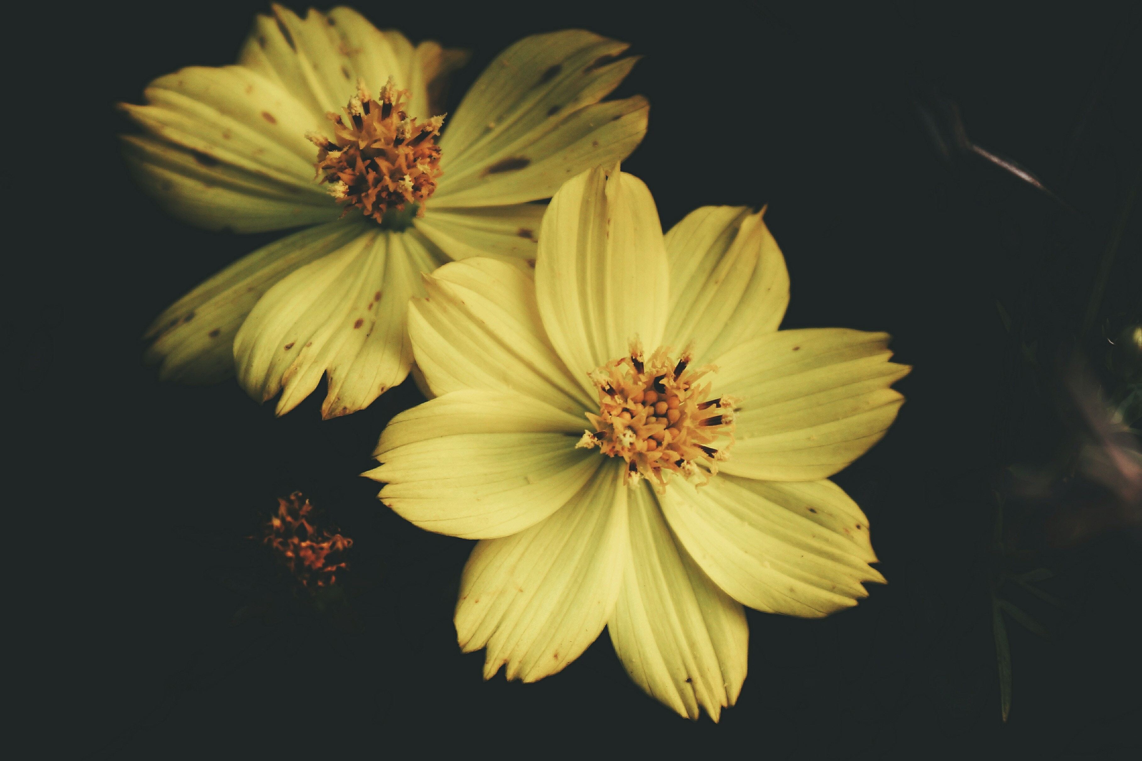 yellow flowers in dark background
