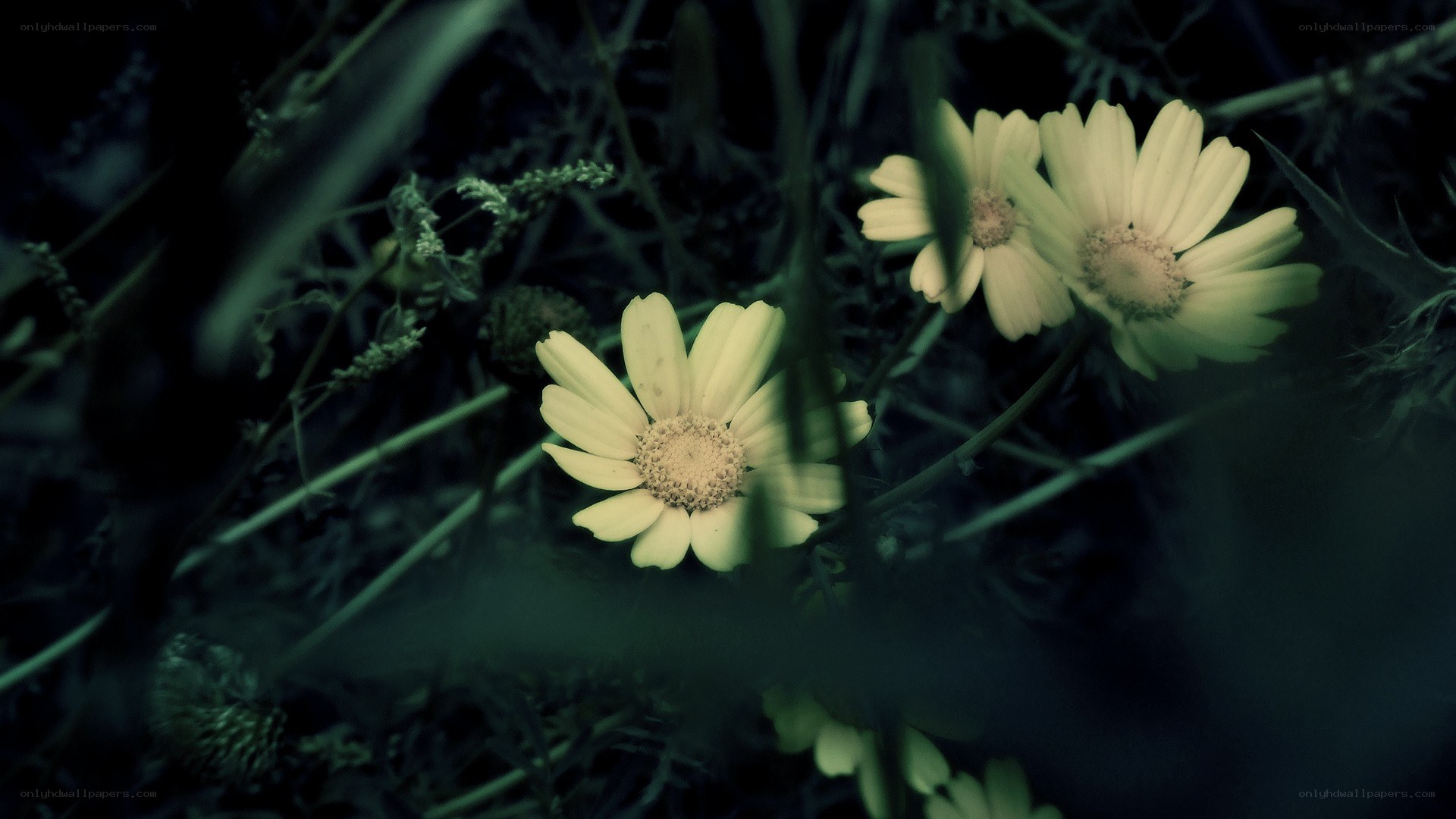 yellow flowers in dark foliage