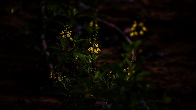Yellow Flowers in Dark Soil