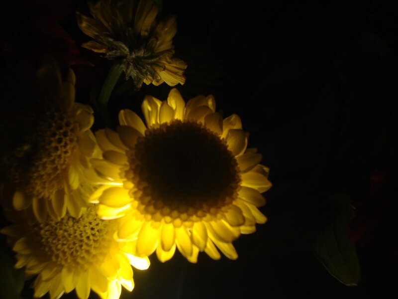 yellow flowers in dark