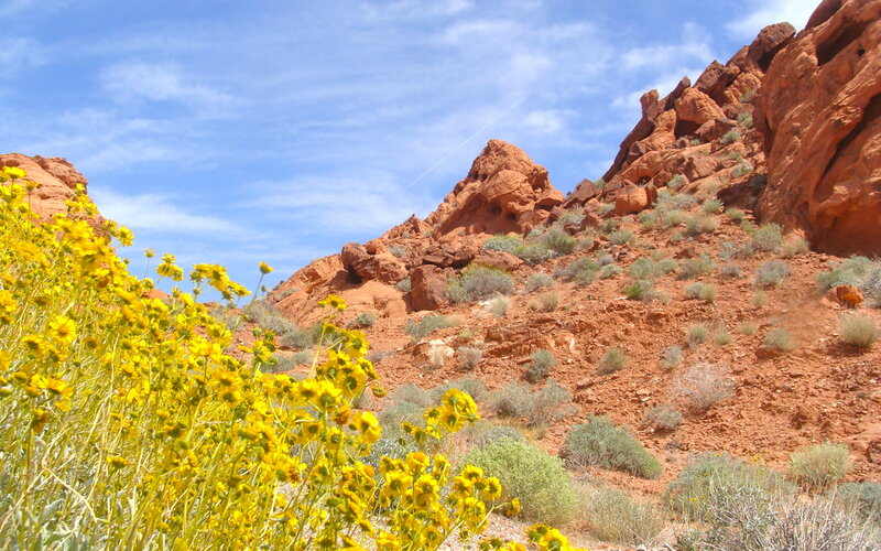Yellow flowers in desert canyon