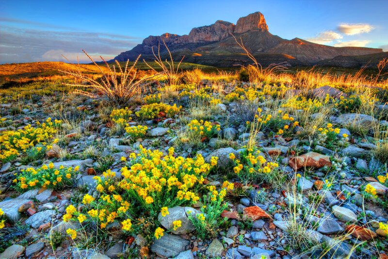 Yellow Flowers in Desert — Dramatic