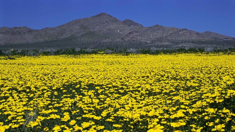 Yellow flowers in desert landscape