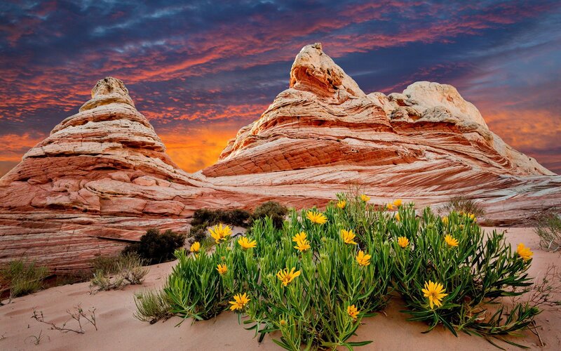 Yellow Flowers in Desert — Orange, Dramatic, Sunset, Photograph, Rock Formations