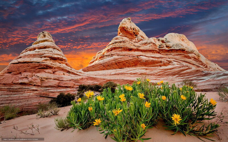 Yellow Flowers in Desert — Orange, Dramatic, Sunset