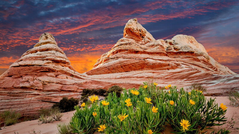 Yellow Flowers in Desert — Orange, Dramatic