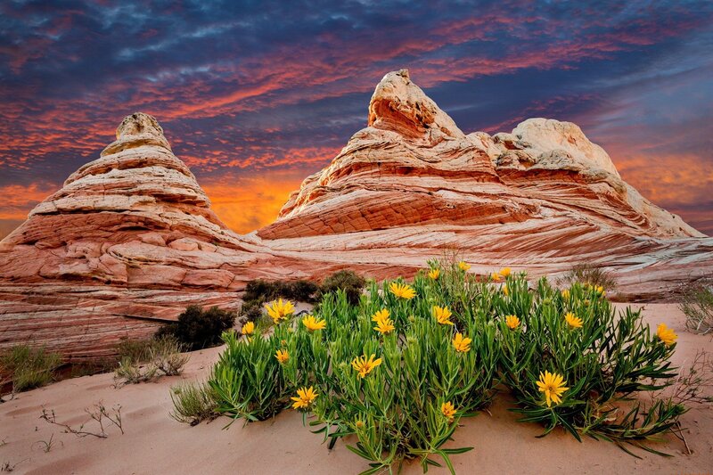 Yellow Flowers in Desert — Orange