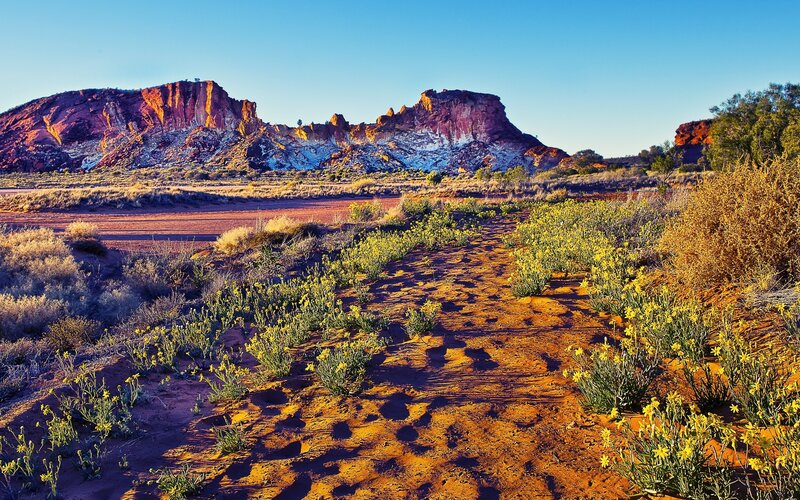 Yellow Flowers in Desert — Red