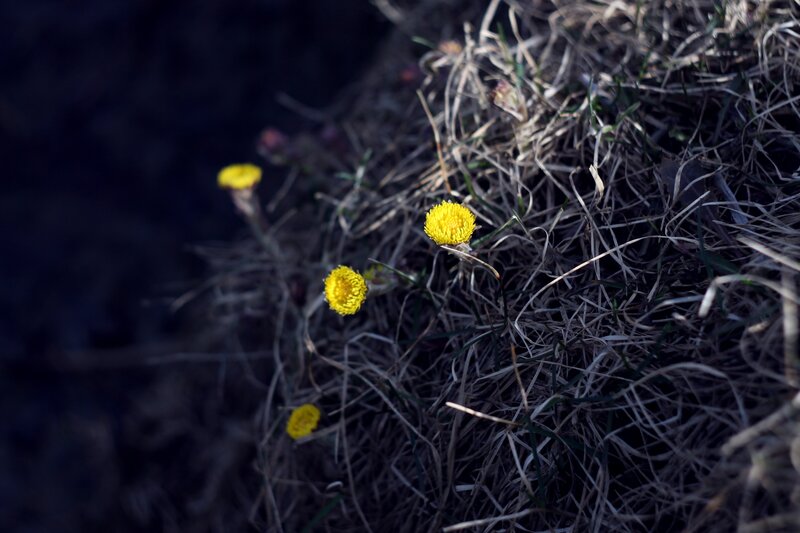Yellow flowers in dry grass