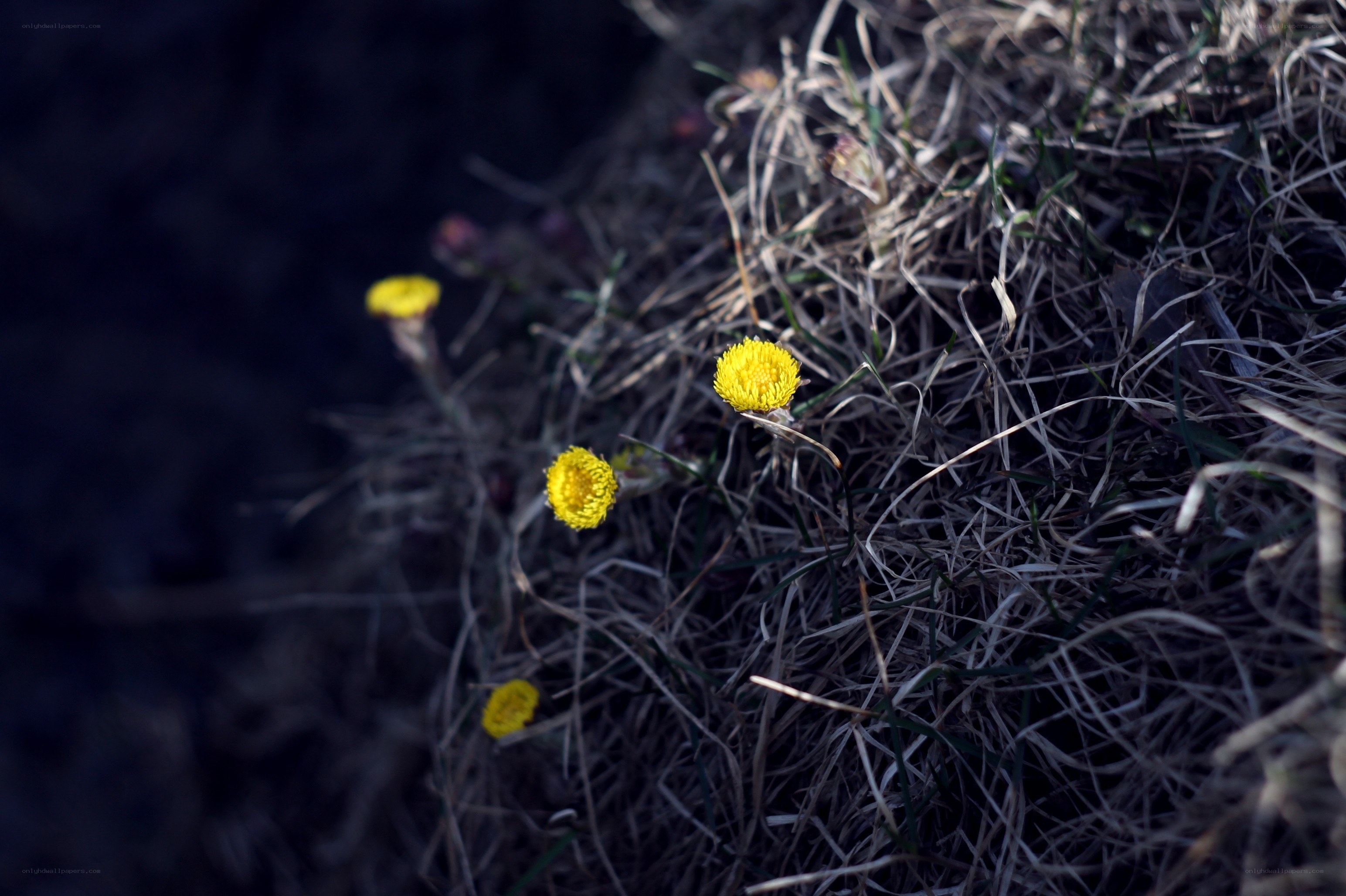 Yellow flowers in dry grass