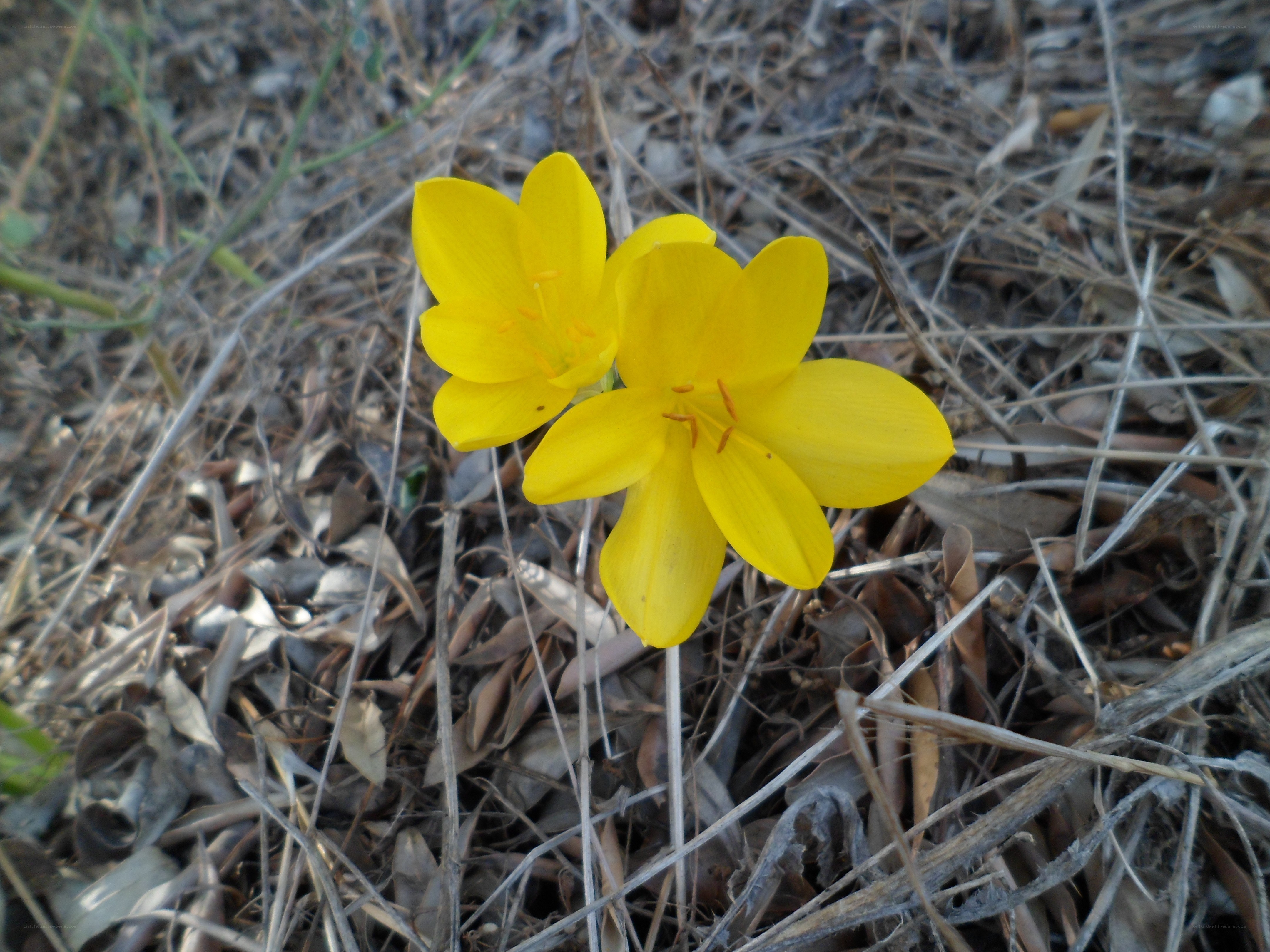 yellow flowers in dry grass