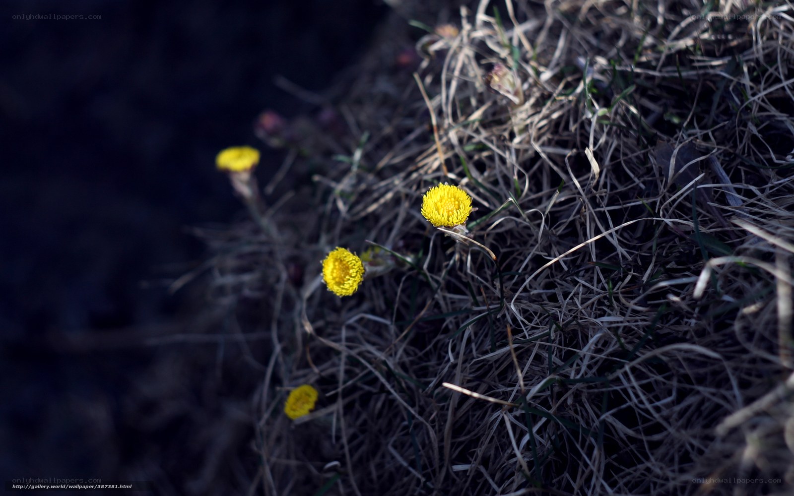 Yellow flowers in dry grass