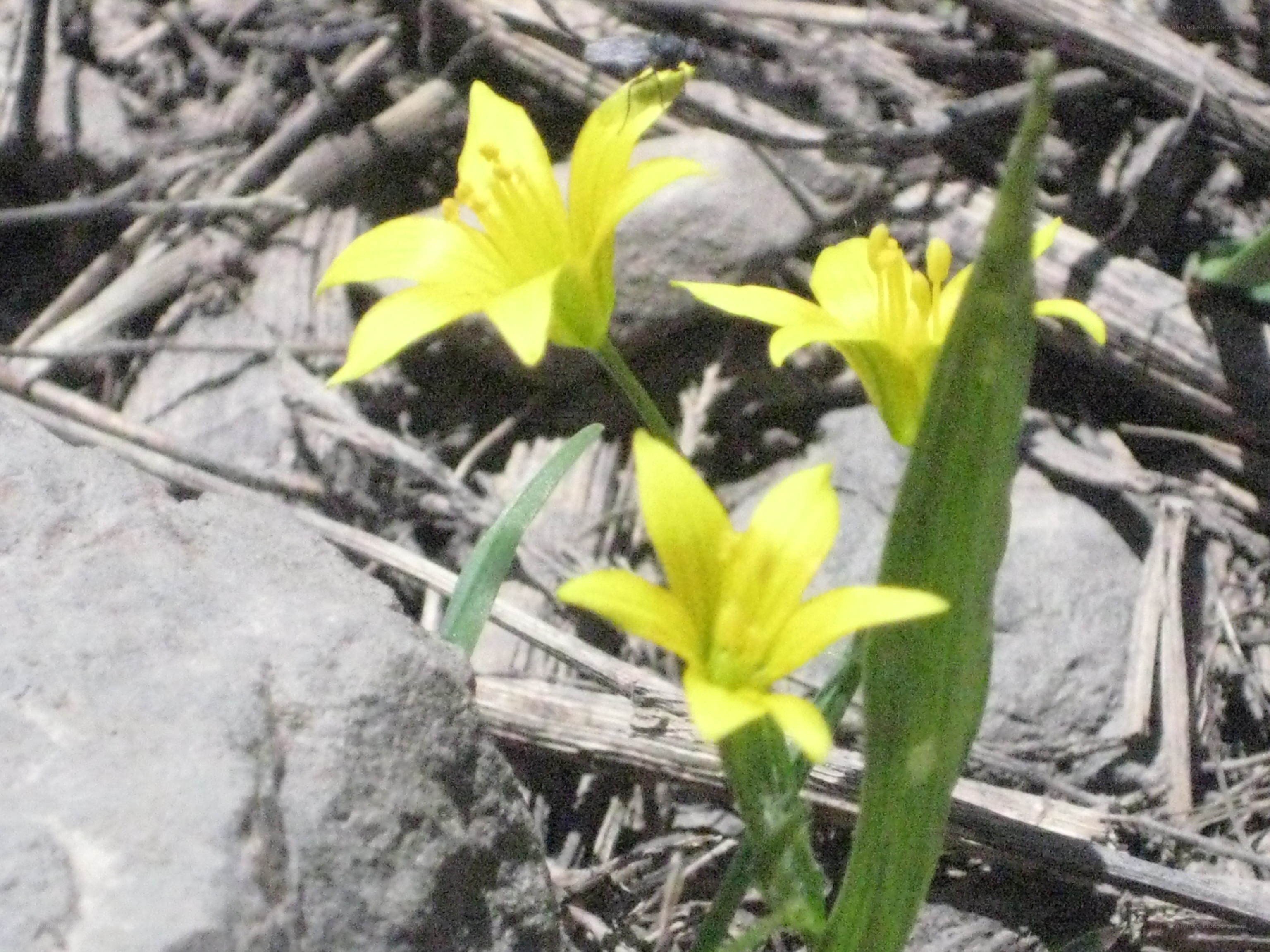 yellow flowers in dry ground