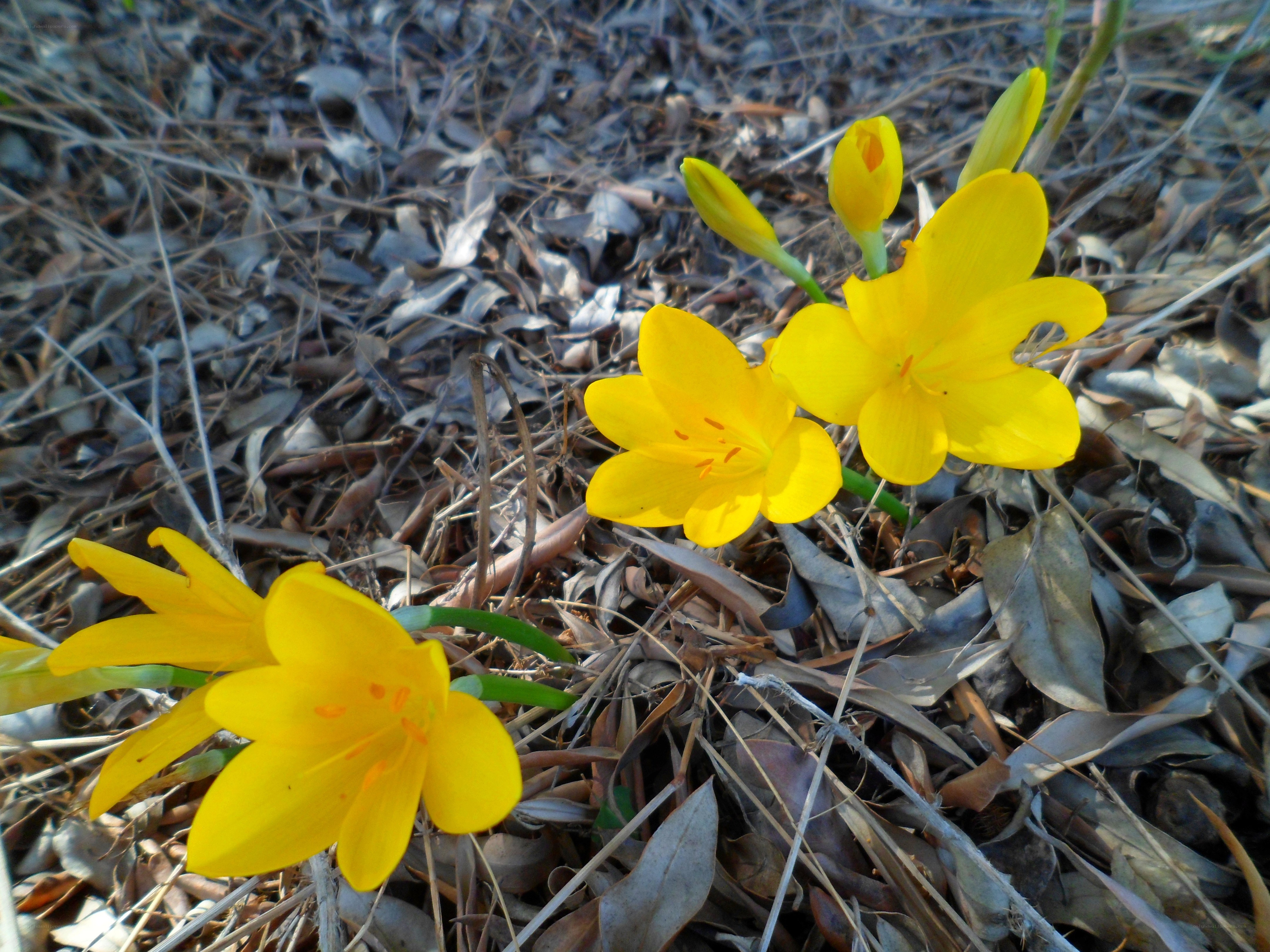 yellow flowers in dry leaves