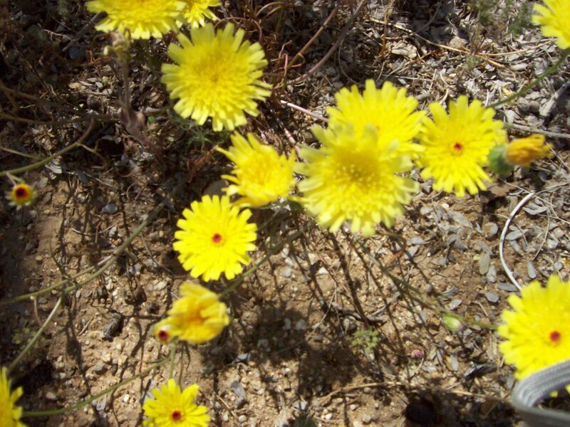 Yellow flowers in dry soil