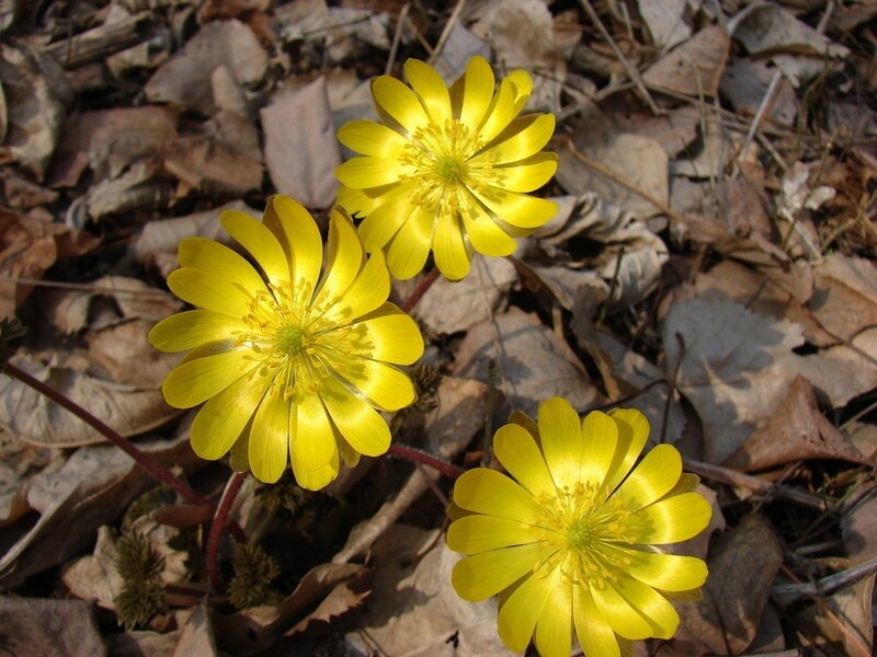 Yellow flowers in fallen leaves