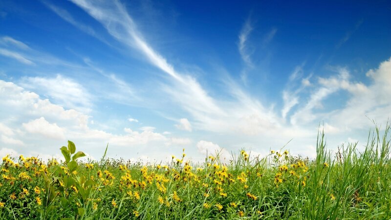 Yellow Flowers in Field — Blue, Afternoon