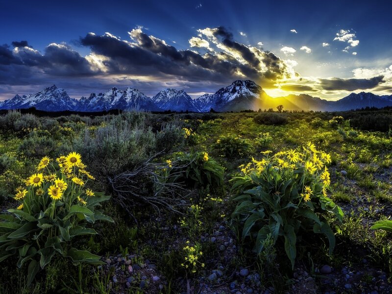 Yellow Flowers in Field — Blue, Dramatic, Sunrise, Photograph, Mountains
