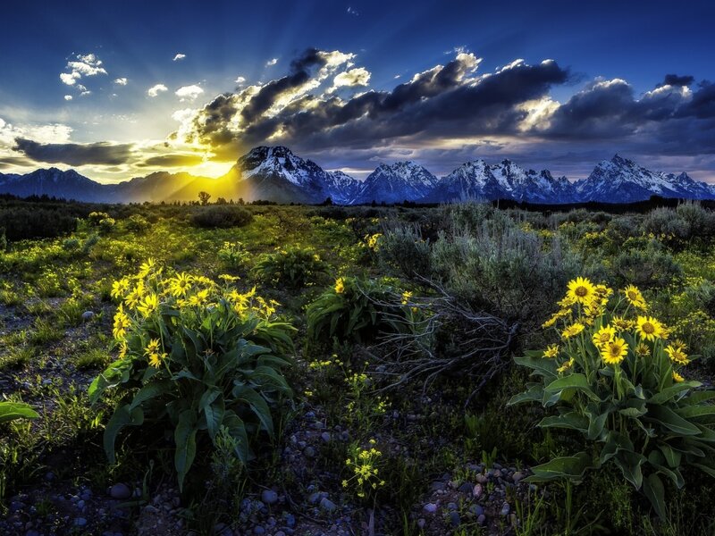 Yellow Flowers in Field — Blue, Dramatic, Sunrise, Photograph