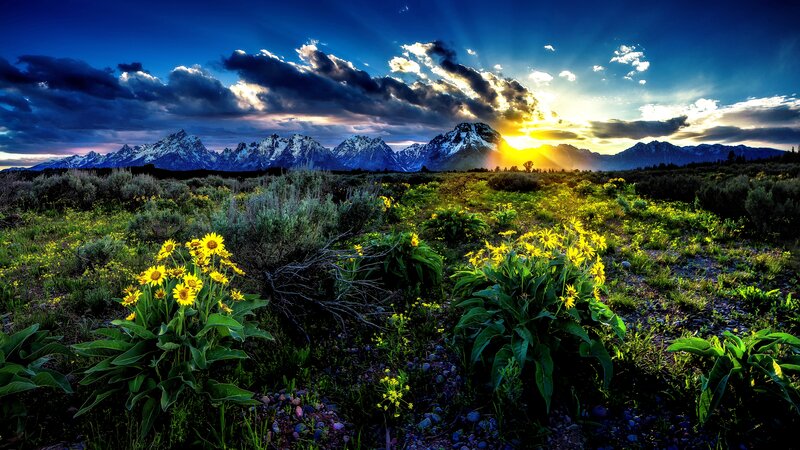 Yellow Flowers in Field — Blue, Dramatic, Sunrise