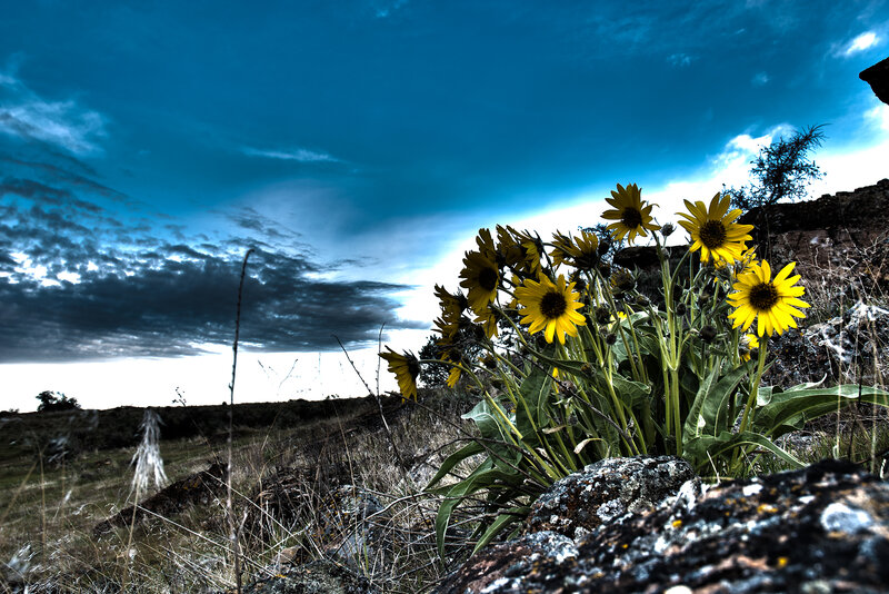 Yellow Flowers in Field — Blue, Dramatic