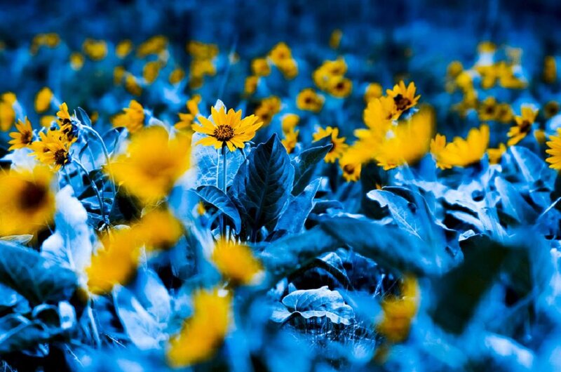 Yellow Flowers in Field — Blue, Dreamy