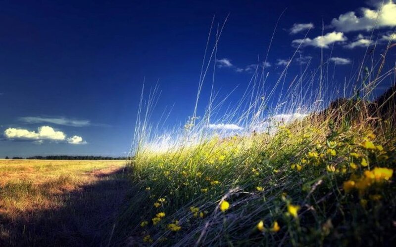 Yellow Flowers in Field — Blue, Serene, Afternoon, Photograph, Grass