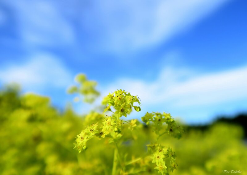 Yellow Flowers in Field — Blue, Serene, Afternoon, Photograph, Sky