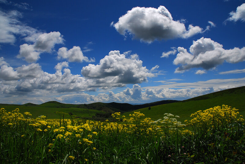 Yellow Flowers in Field — Blue, Serene, Afternoon, Photograph