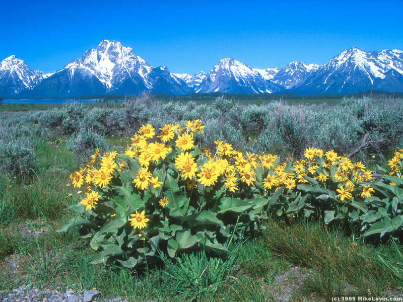 Yellow Flowers in Field — Blue, Serene, Afternoon