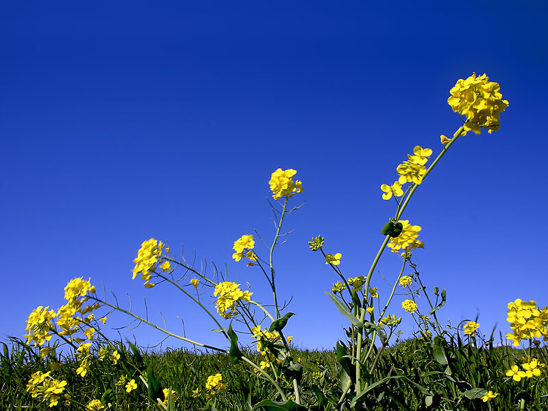 Yellow Flowers in Field — Blue, Serene