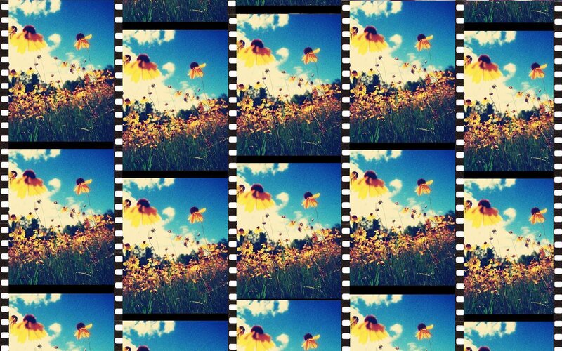 Yellow Flowers in Field — Blue