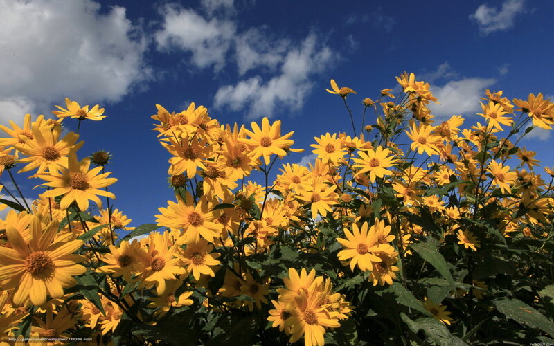 Yellow Flowers in Field — Bright, Afternoon, Photograph, Sky