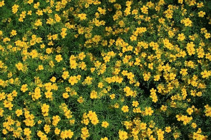 Yellow Flowers in Field — Bright, Afternoon