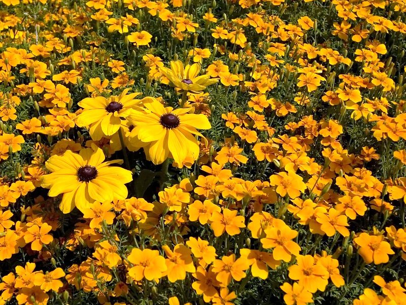 Yellow Flowers in Field — Bright