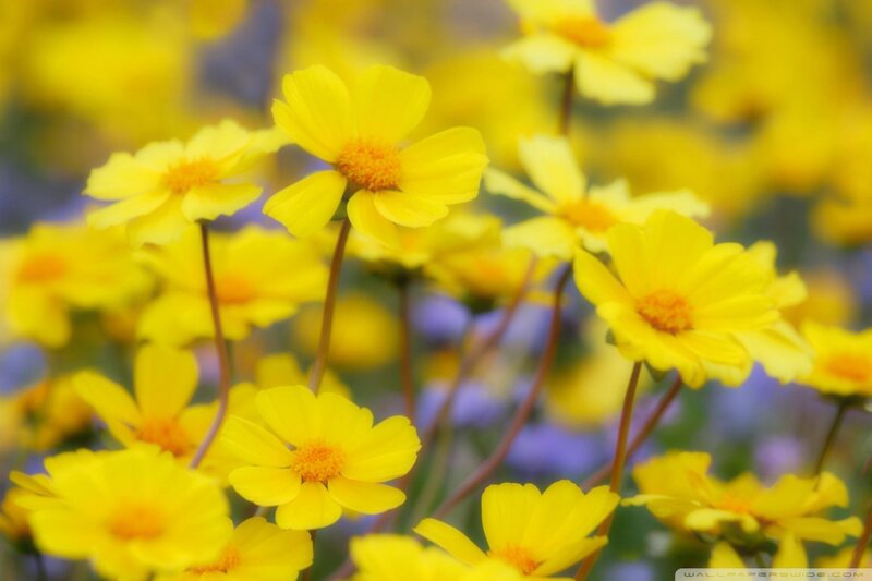 Yellow Flowers in Field — Calm, Spring