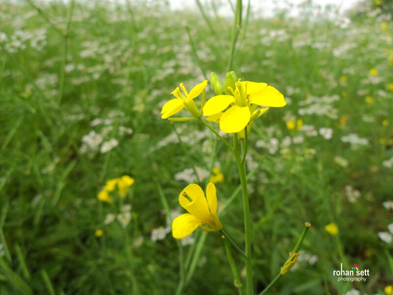 Yellow Flowers in Field — Calm