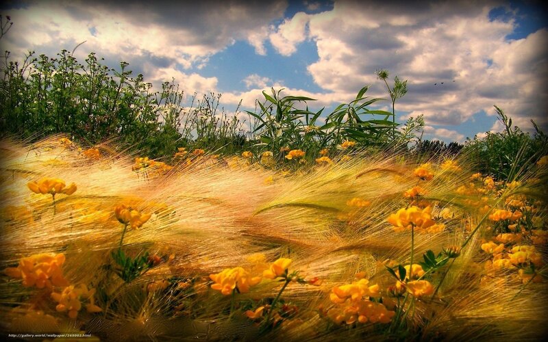 Yellow Flowers in Field — Dramatic, Afternoon, Photograph, Grass