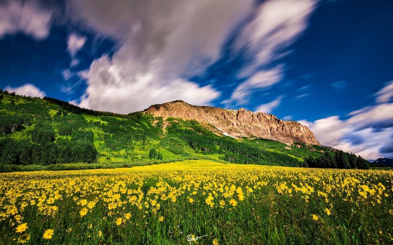 Yellow Flowers in Field — Dramatic, Afternoon, Photograph