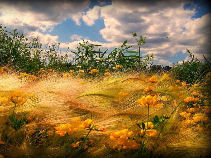 Yellow Flowers in Field — Dramatic, Afternoon