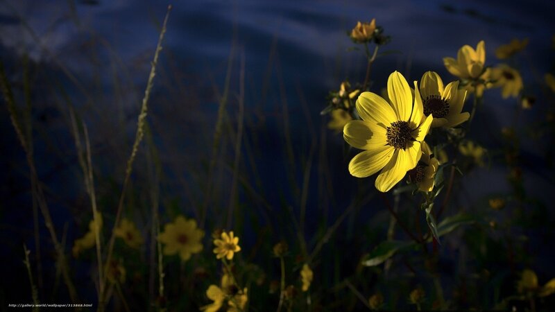 Yellow Flowers in Field — Dramatic, Night