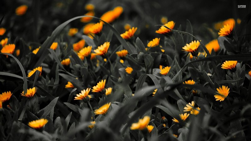 Yellow Flowers in Field — Dramatic, Photograph