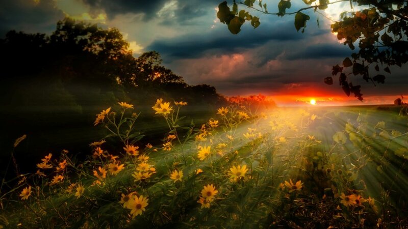 Yellow Flowers in Field — Dramatic, Sunrise, Photograph