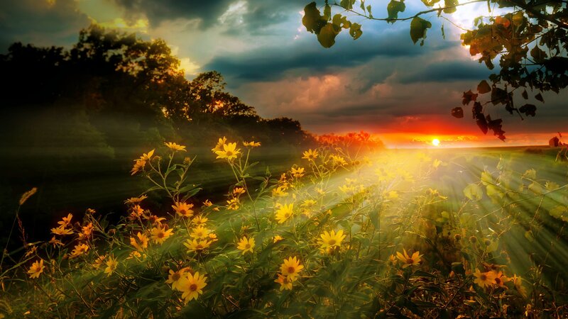 Yellow Flowers in Field — Dramatic, Sunrise