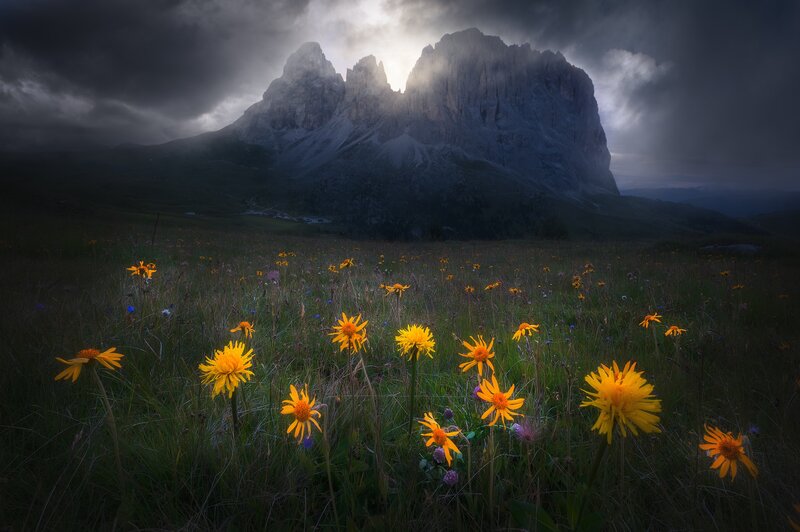 Yellow Flowers in Field — Dramatic, Sunset, Photograph, Mountain