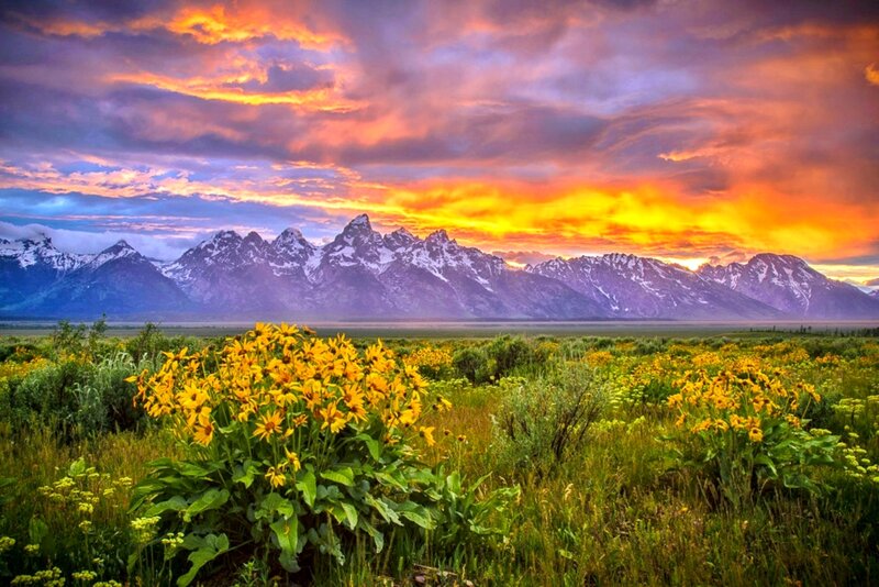 Yellow Flowers in Field — Dramatic, Sunset, Photograph, Mountains, Sky