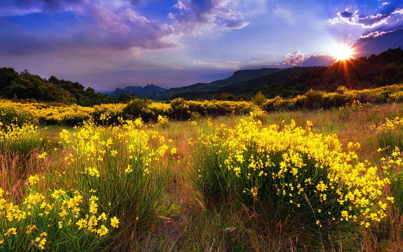Yellow Flowers in Field — Dramatic, Sunset, Photograph, Mountains